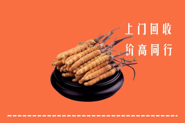高价求购：合肥回收散虫草